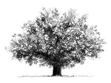 arbre.jpg